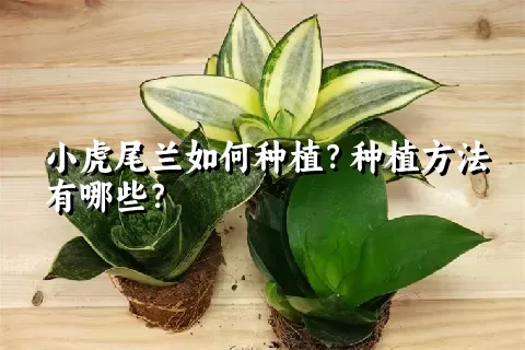 小虎尾兰如何种植？种植方法有哪些？