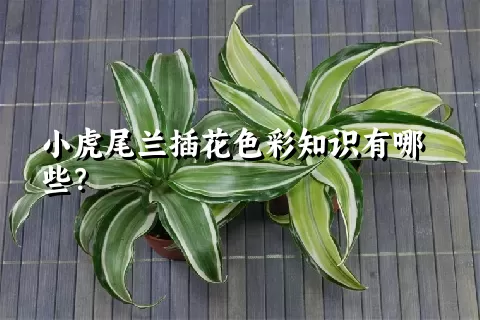 小虎尾兰插花色彩知识有哪些？