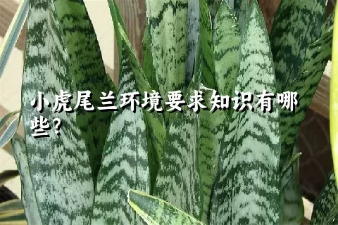 小虎尾兰环境要求知识有哪些？