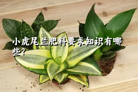 小虎尾兰肥料要求知识有哪些？