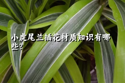 小虎尾兰插花材质知识有哪些？