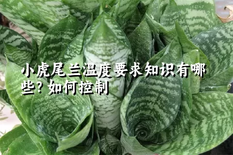 小虎尾兰温度要求知识有哪些？如何控制