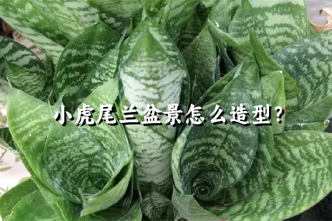 小虎尾兰盆景怎么造型？