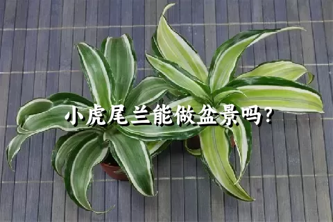 小虎尾兰能做盆景吗？