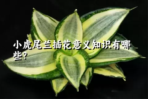 小虎尾兰插花意义知识有哪些？