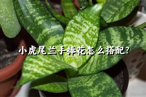 小虎尾兰手捧花怎么搭配？