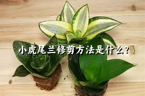 小虎尾兰修剪方法是什么？