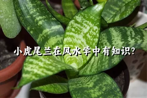 小虎尾兰在风水学中有知识？