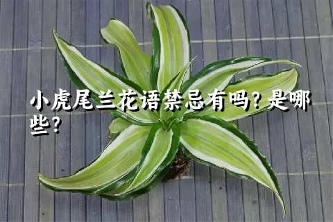 小虎尾兰花语禁忌有吗？是哪些？