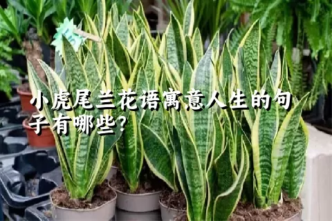 小虎尾兰花语寓意人生的句子有哪些？