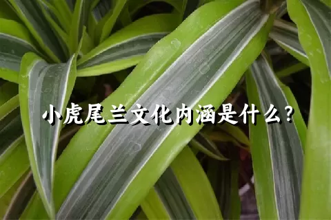 小虎尾兰文化内涵是什么？