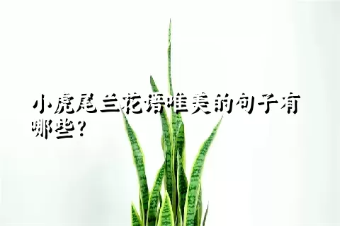 小虎尾兰花语唯美的句子有哪些？