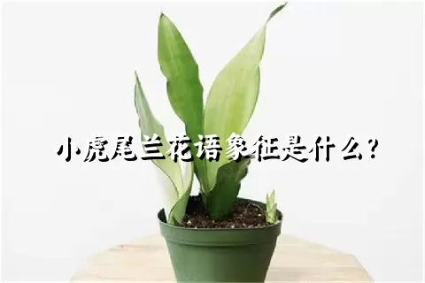 小虎尾兰花语象征是什么？