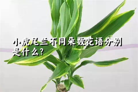 小虎尾兰不同朵数花语分别是什么？