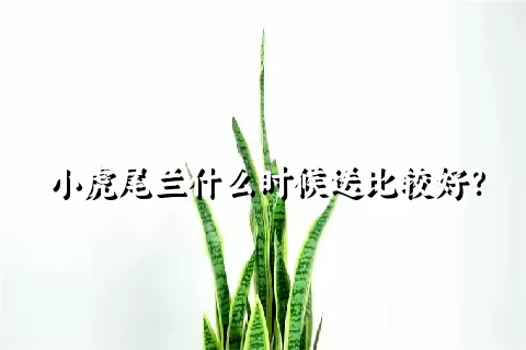 小虎尾兰什么时候送比较好？