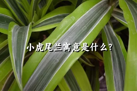 小虎尾兰寓意是什么？