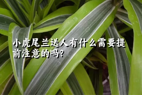 小虎尾兰送人有什么需要提前注意的吗？