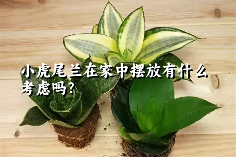 小虎尾兰在家中摆放有什么考虑吗？