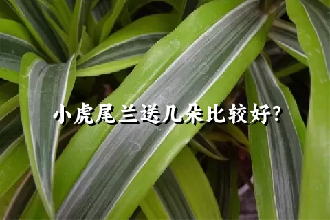 小虎尾兰送几朵比较好？