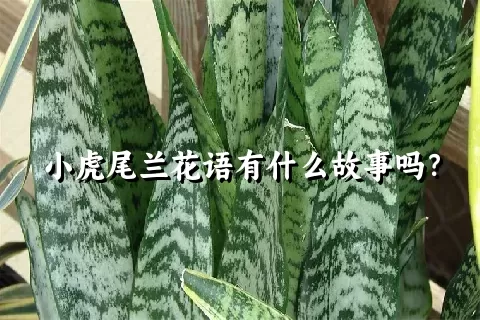 小虎尾兰花语有什么故事吗？