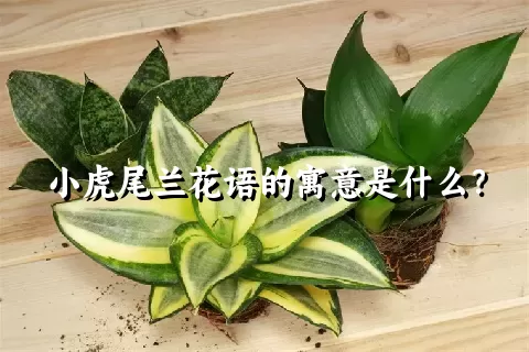 小虎尾兰花语的寓意是什么？