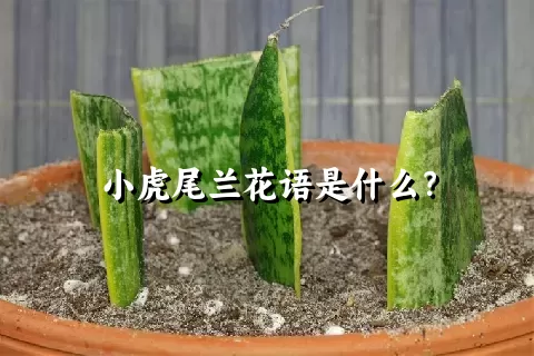 小虎尾兰花语是什么？