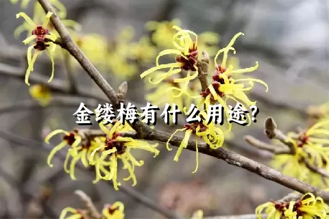 金缕梅有什么用途？