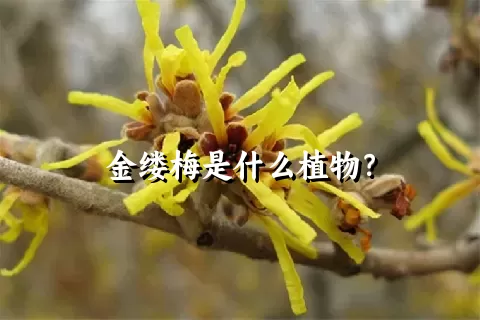 金缕梅是什么植物？