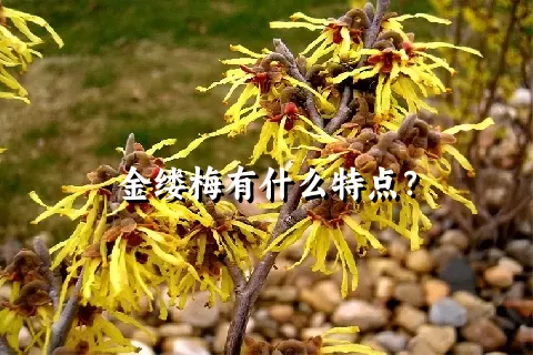 金缕梅有什么特点？