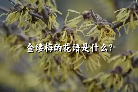 金缕梅的花语是什么？