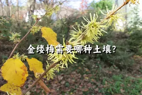 金缕梅需要哪种土壤？