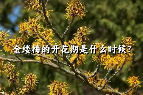 金缕梅的开花期是什么时候？