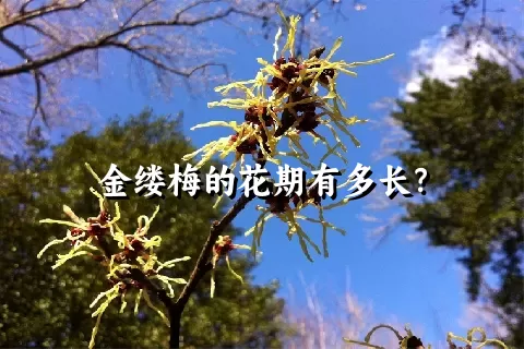 金缕梅的花期有多长？