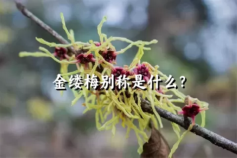 金缕梅别称是什么？