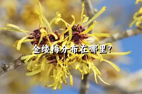 金缕梅分布在哪里?