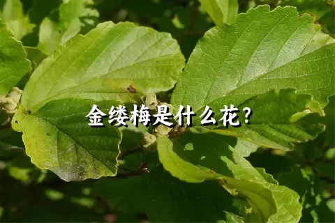 金缕梅是什么花？