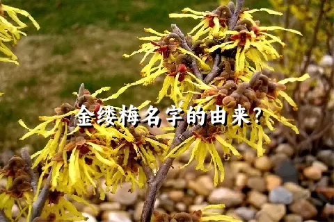 金缕梅名字的由来？