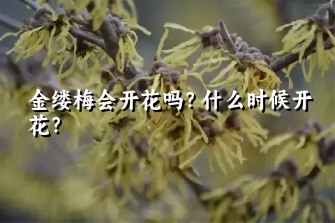 金缕梅会开花吗？什么时候开花？