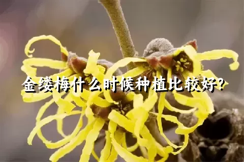 金缕梅什么时候种植比较好？