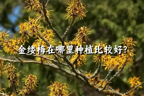 金缕梅在哪里种植比较好？