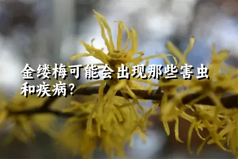 金缕梅可能会出现那些害虫和疾病？