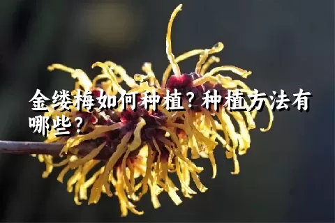 金缕梅如何种植？种植方法有哪些？