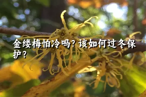 金缕梅怕冷吗？该如何过冬保护？