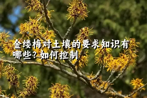 金缕梅对土壤的要求知识有哪些？如何控制