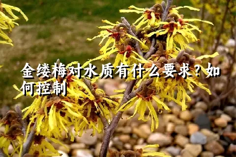 金缕梅对水质有什么要求？如何控制