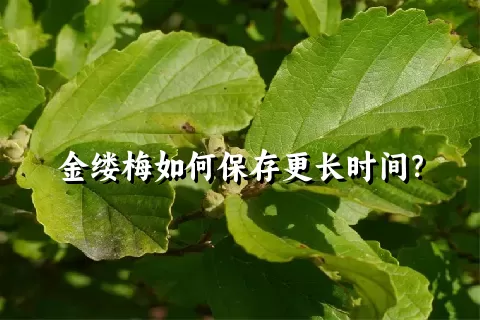 金缕梅如何保存更长时间？