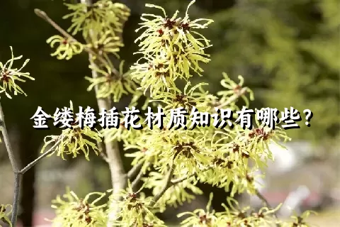 金缕梅插花材质知识有哪些？