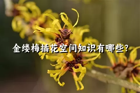 金缕梅插花空间知识有哪些？