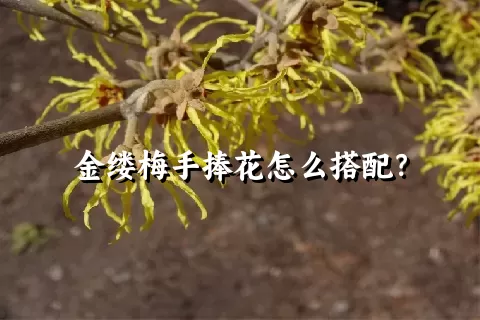 金缕梅手捧花怎么搭配？