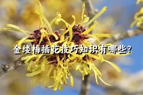 金缕梅插花技巧知识有哪些？